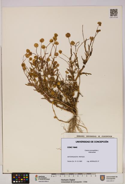 Cotula coronopifolia [Espécimen: UDEC:CONC:0074945]