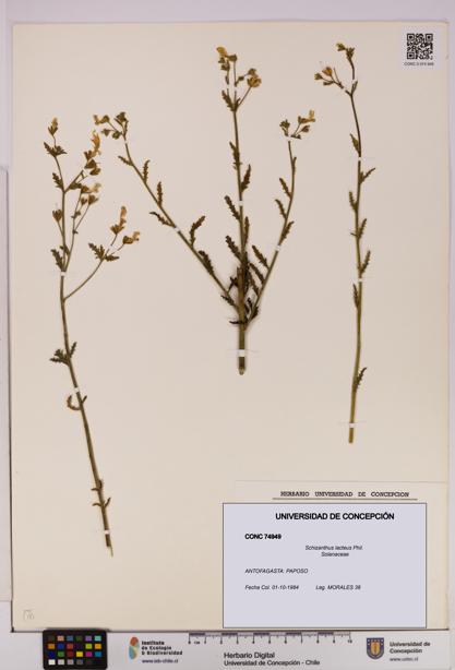 Schizanthus lacteus [Espécimen: UDEC:CONC:0074949]