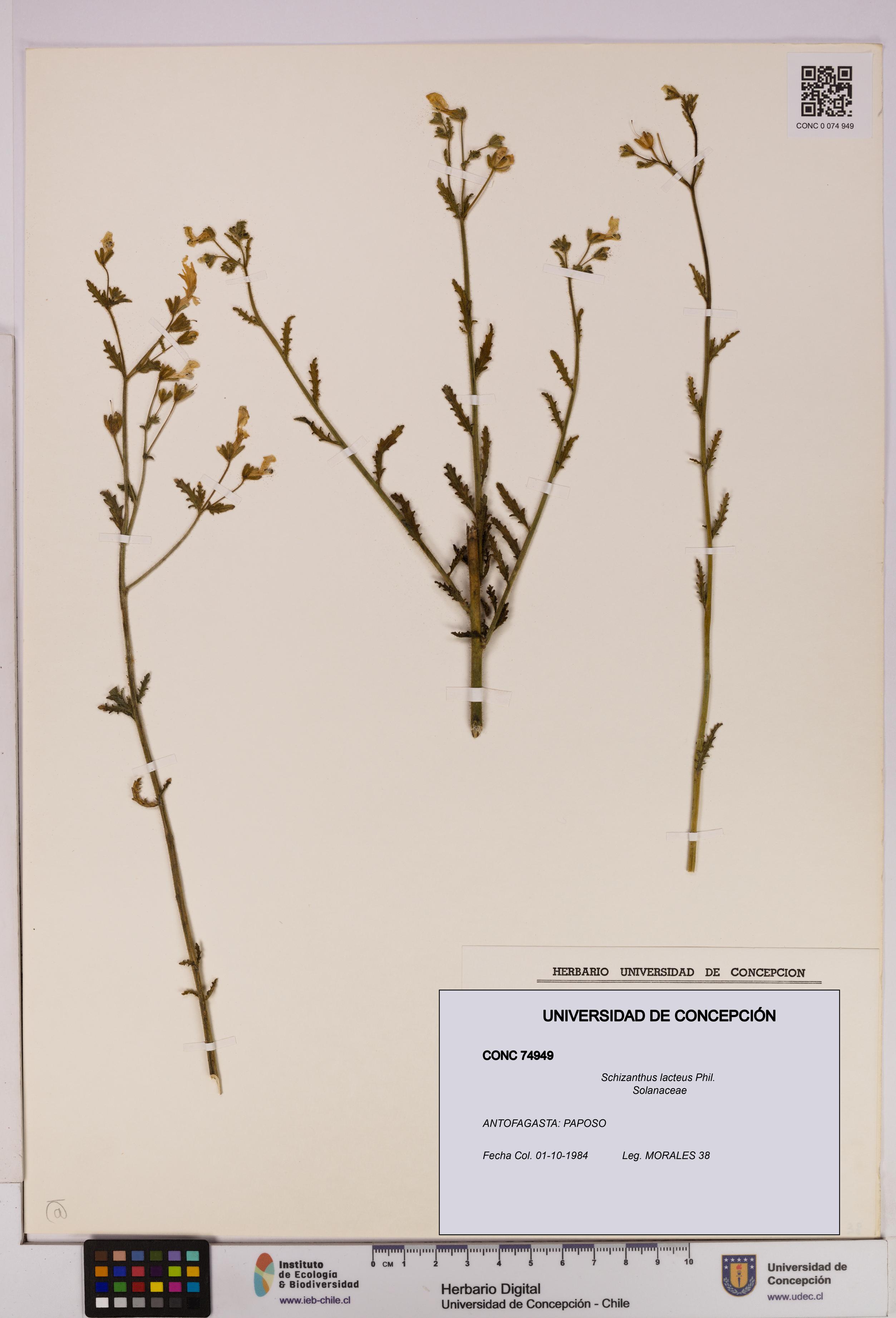 Schizanthus lacteus [Espécimen: UDEC:CONC:0074949]