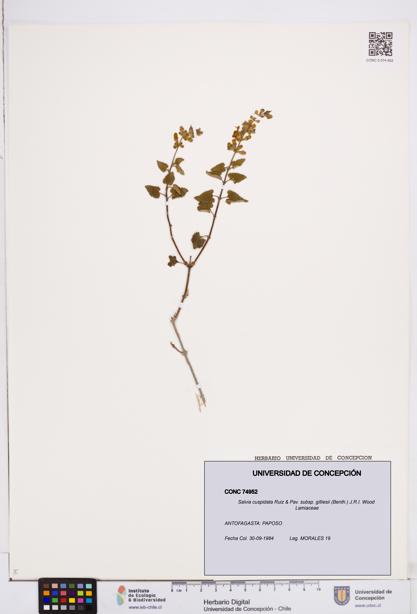 Salvia cuspidata subsp. gilliesii [Espécimen: ]