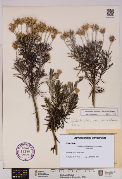 Chiliotrichum diffusum [Espécimen: UDEC:CONC:0075256]