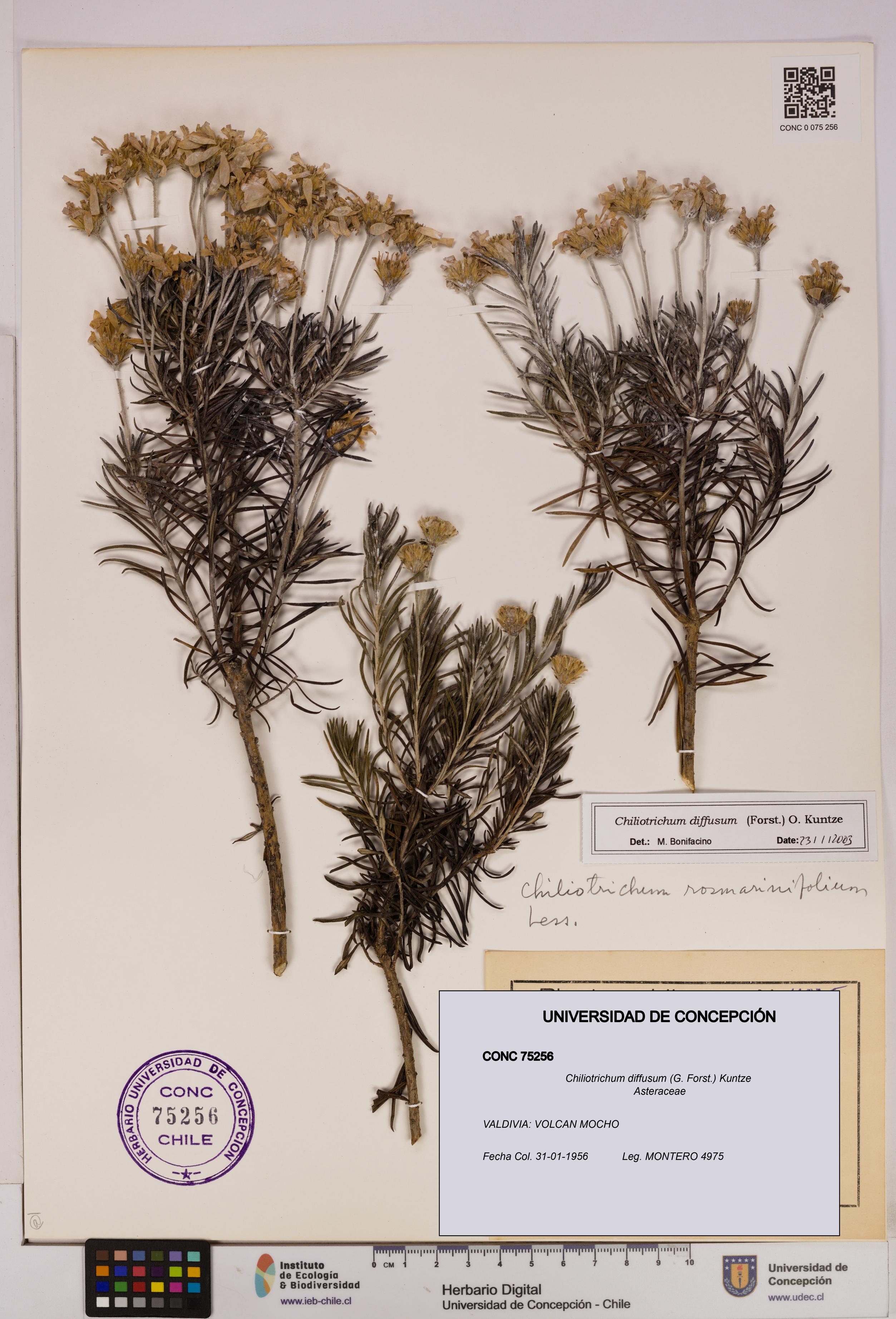 Chiliotrichum diffusum [Espécimen: UDEC:CONC:0075256]