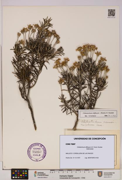 Chiliotrichum diffusum [Espécimen: UDEC:CONC:0075257]