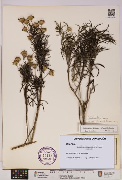 Chiliotrichum diffusum [Espécimen: UDEC:CONC:0075258]