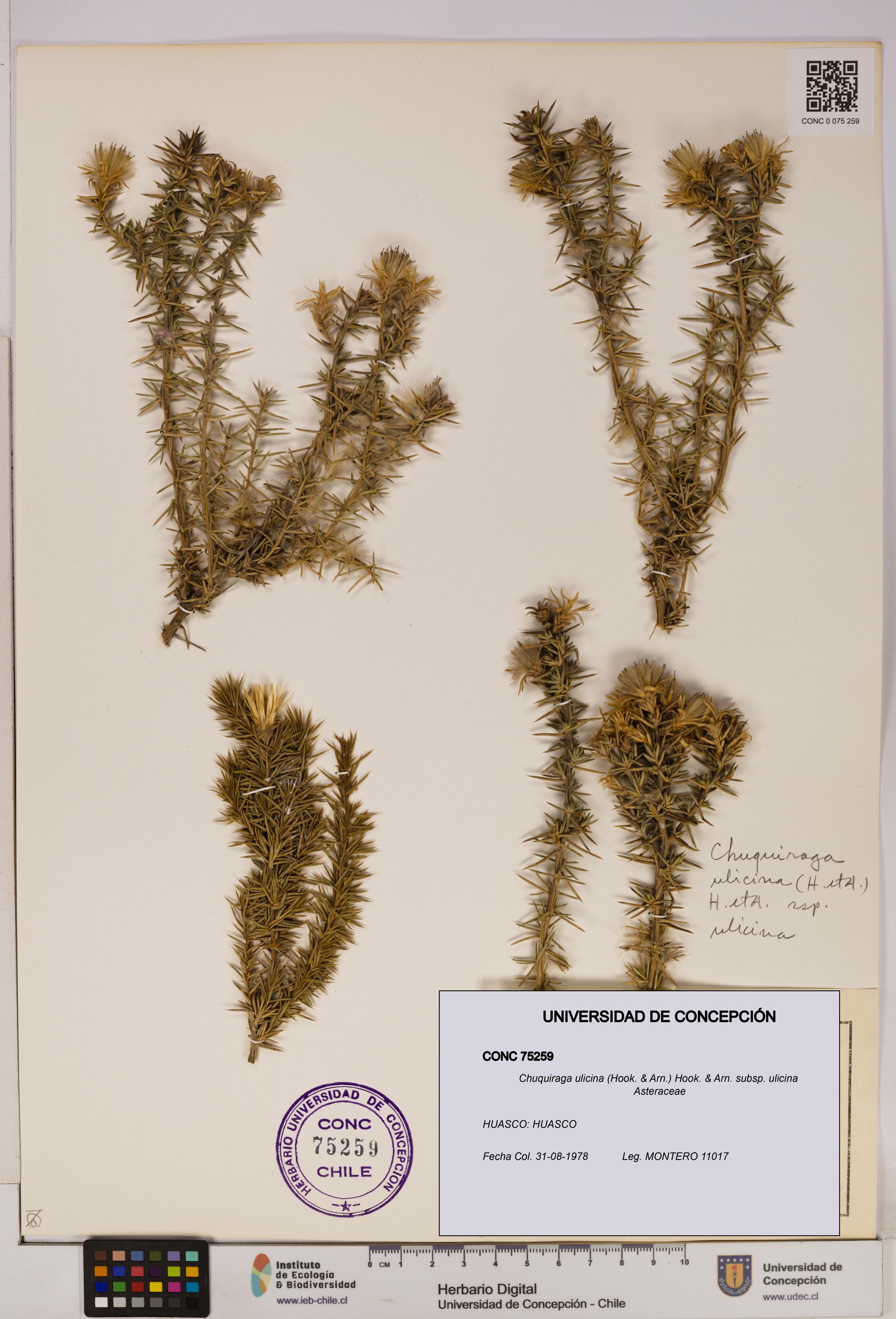 Chuquiraga ulicina subsp. ulicina [Espécimen: UDEC:CONC:0075259]