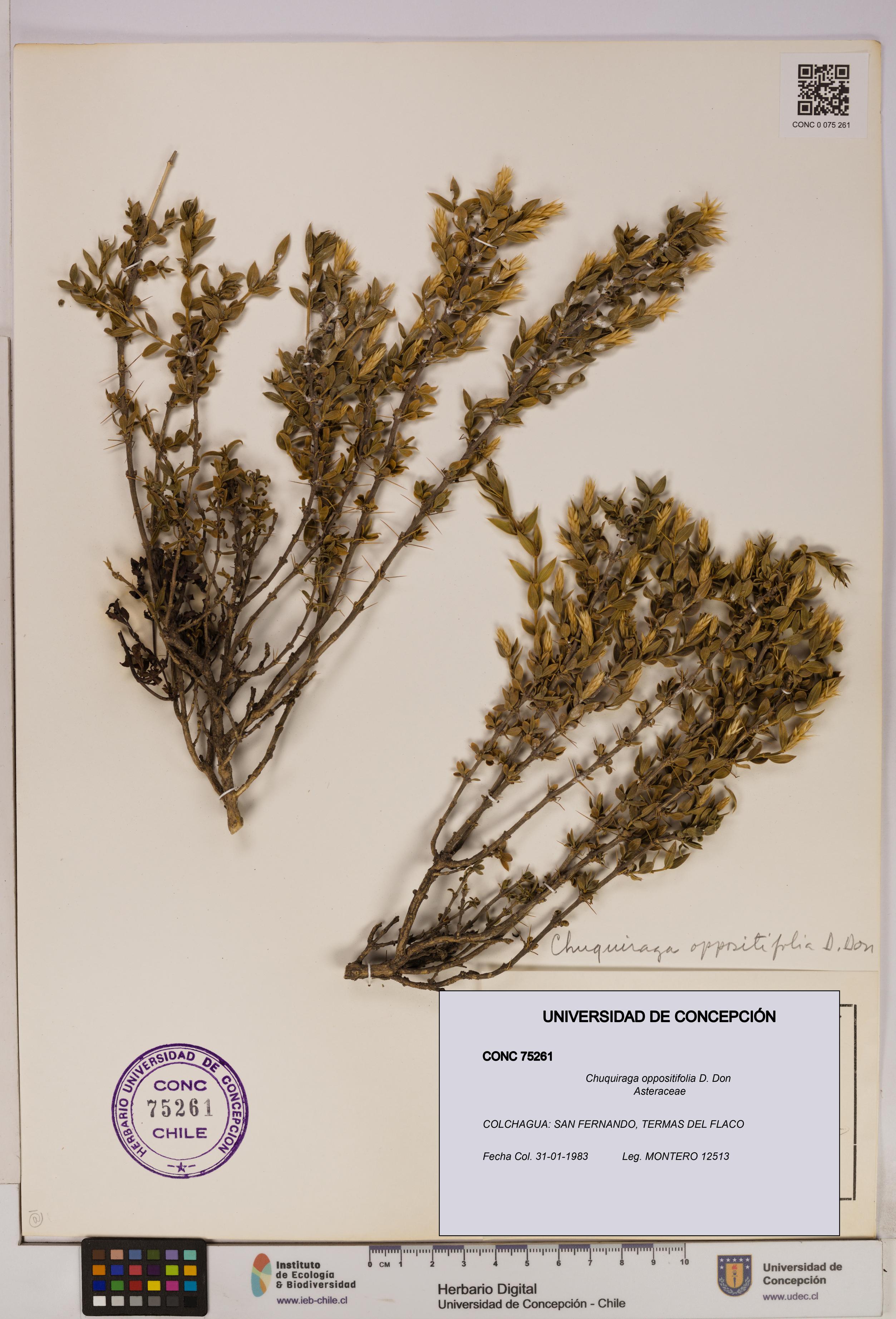 Chuquiraga oppositifolia [Espécimen: UDEC:CONC:0075261]