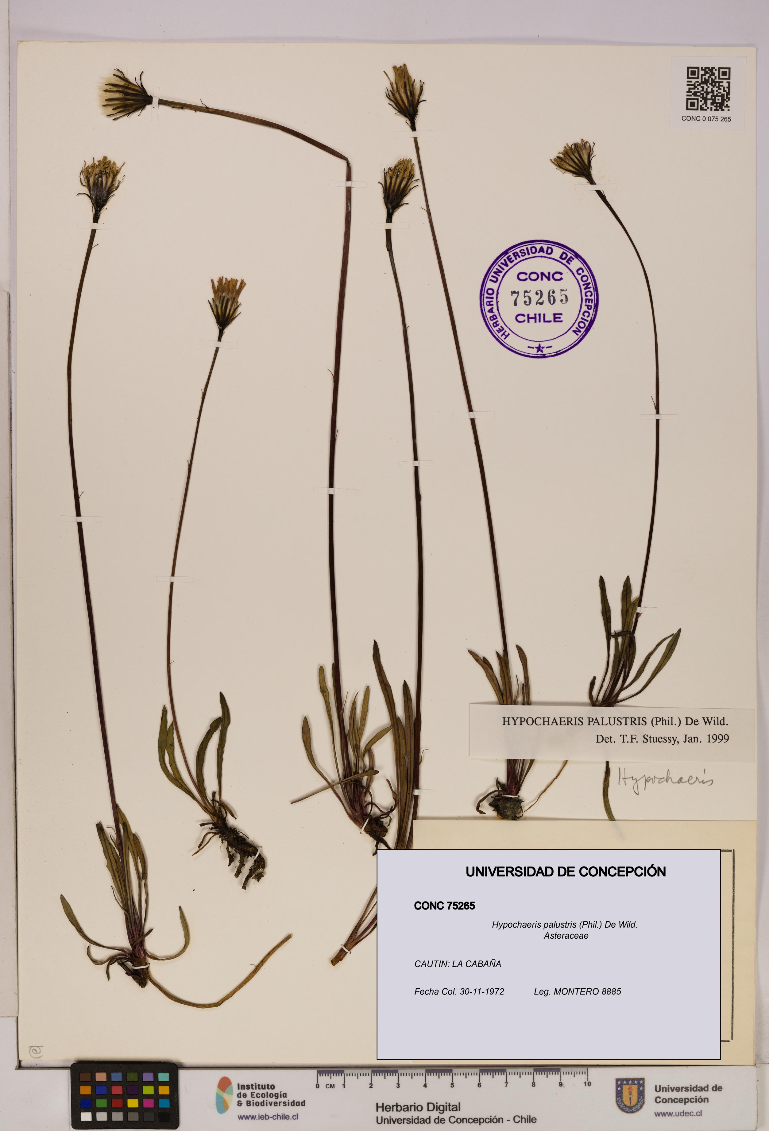 Hypochaeris palustris [Espécimen: UDEC:CONC:0075265]