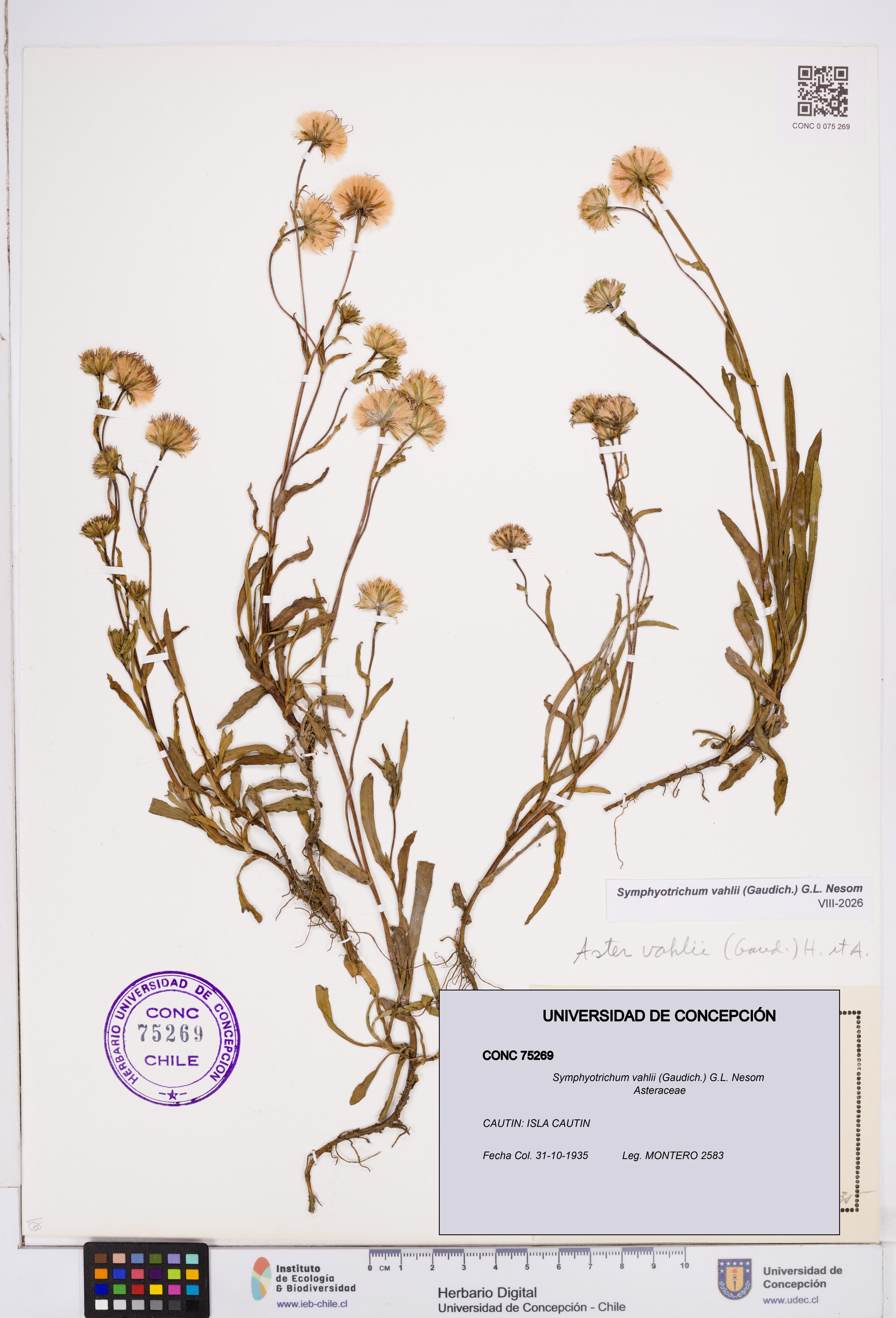 Symphyotrichum vahlii [Espécimen: ]