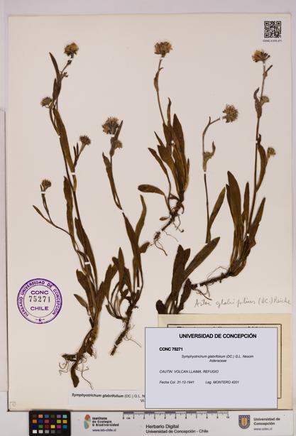 Symphyotrichum glabrifolium [Espécimen: UDEC:CONC:0075271]
