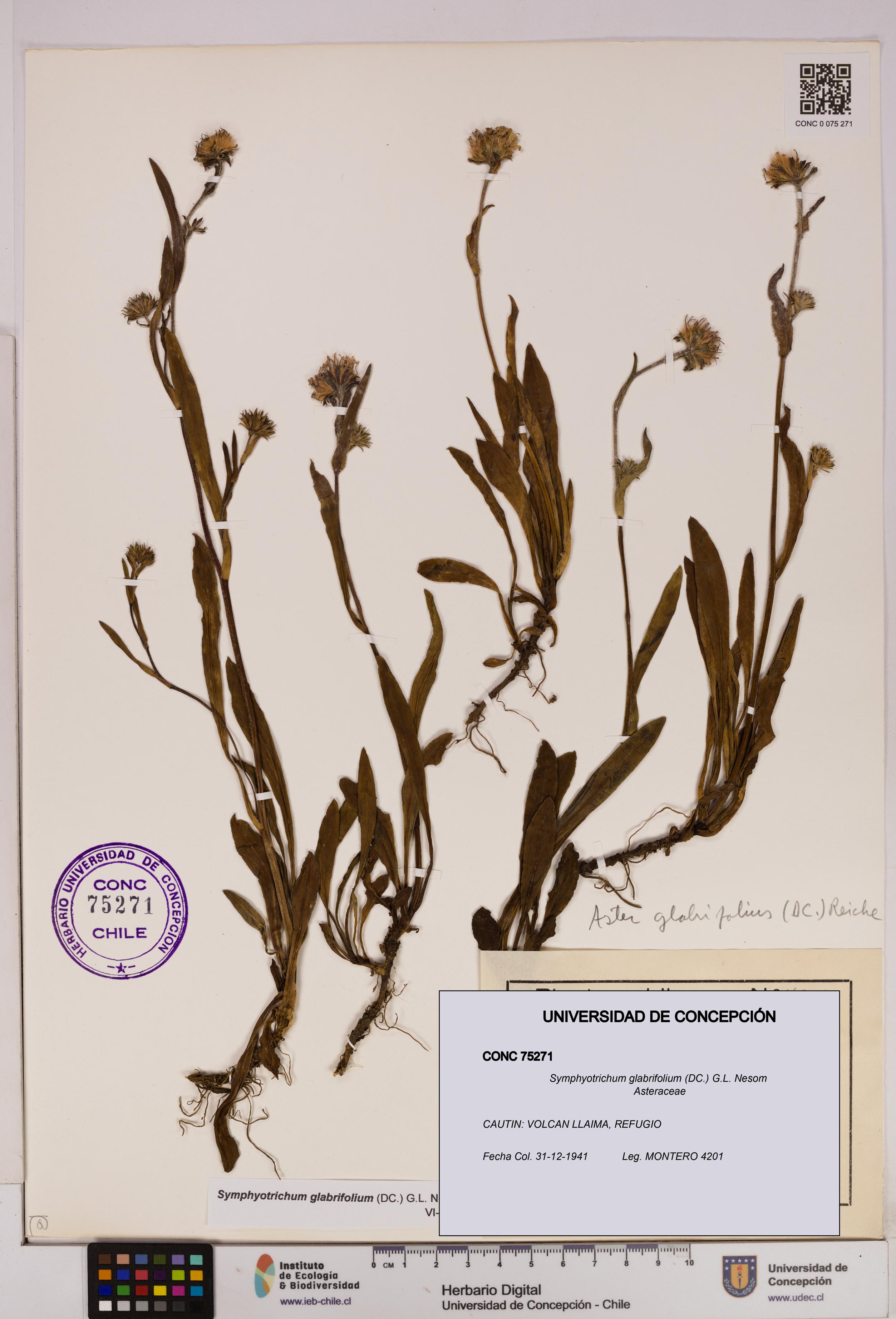 Symphyotrichum glabrifolium [Espécimen: UDEC:CONC:0075271]