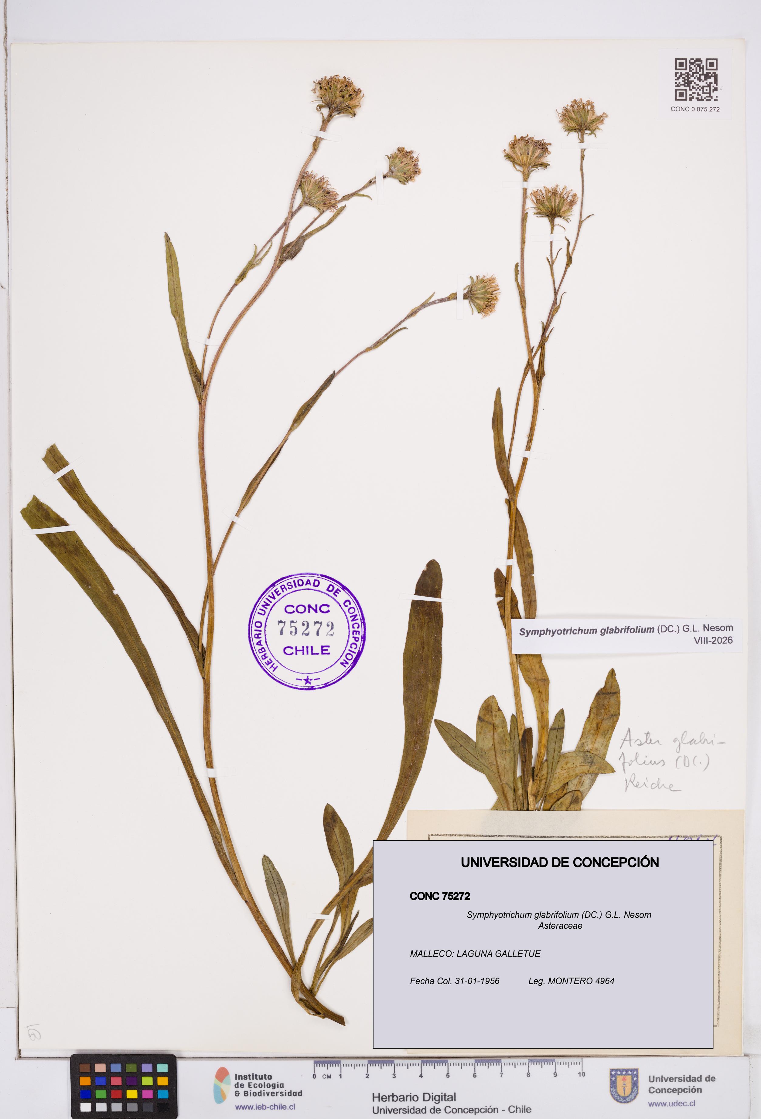 Symphyotrichum glabrifolium [Espécimen: ]