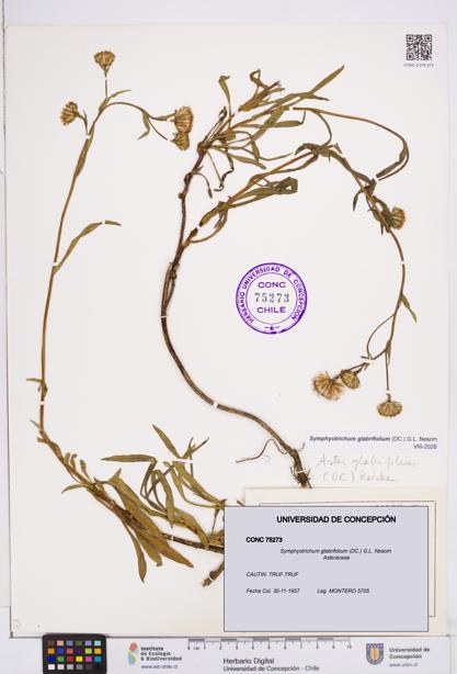 Symphyotrichum glabrifolium [Espécimen: ]