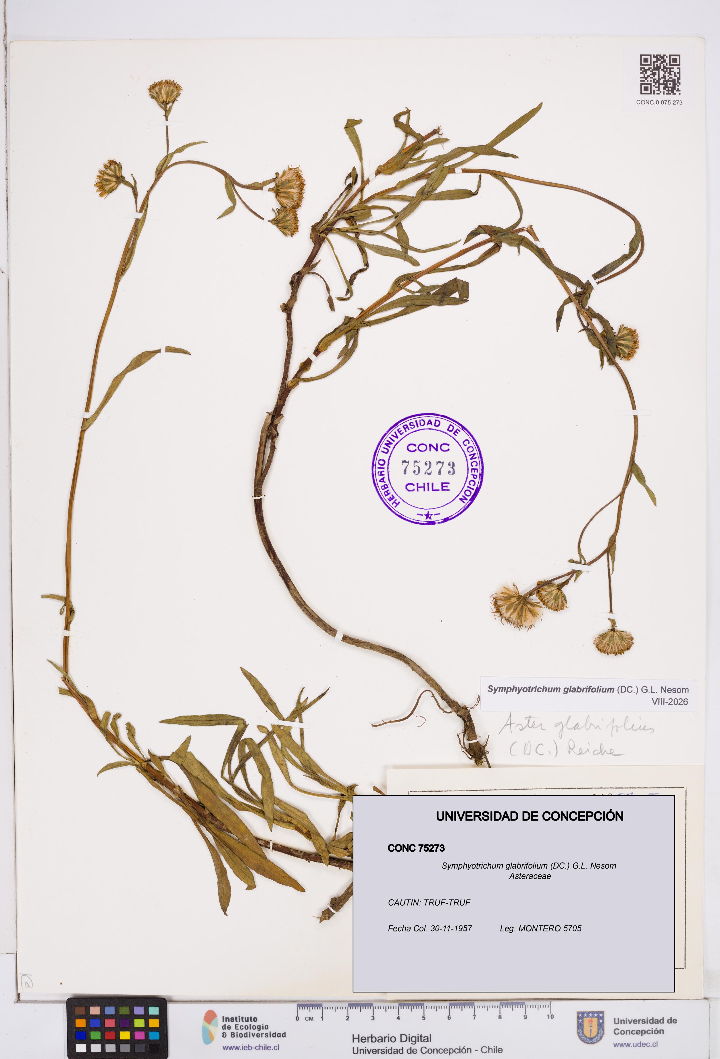 Symphyotrichum glabrifolium [Espécimen: ]