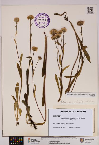 Symphyotrichum glabrifolium [Espécimen: UDEC:CONC:0075274]