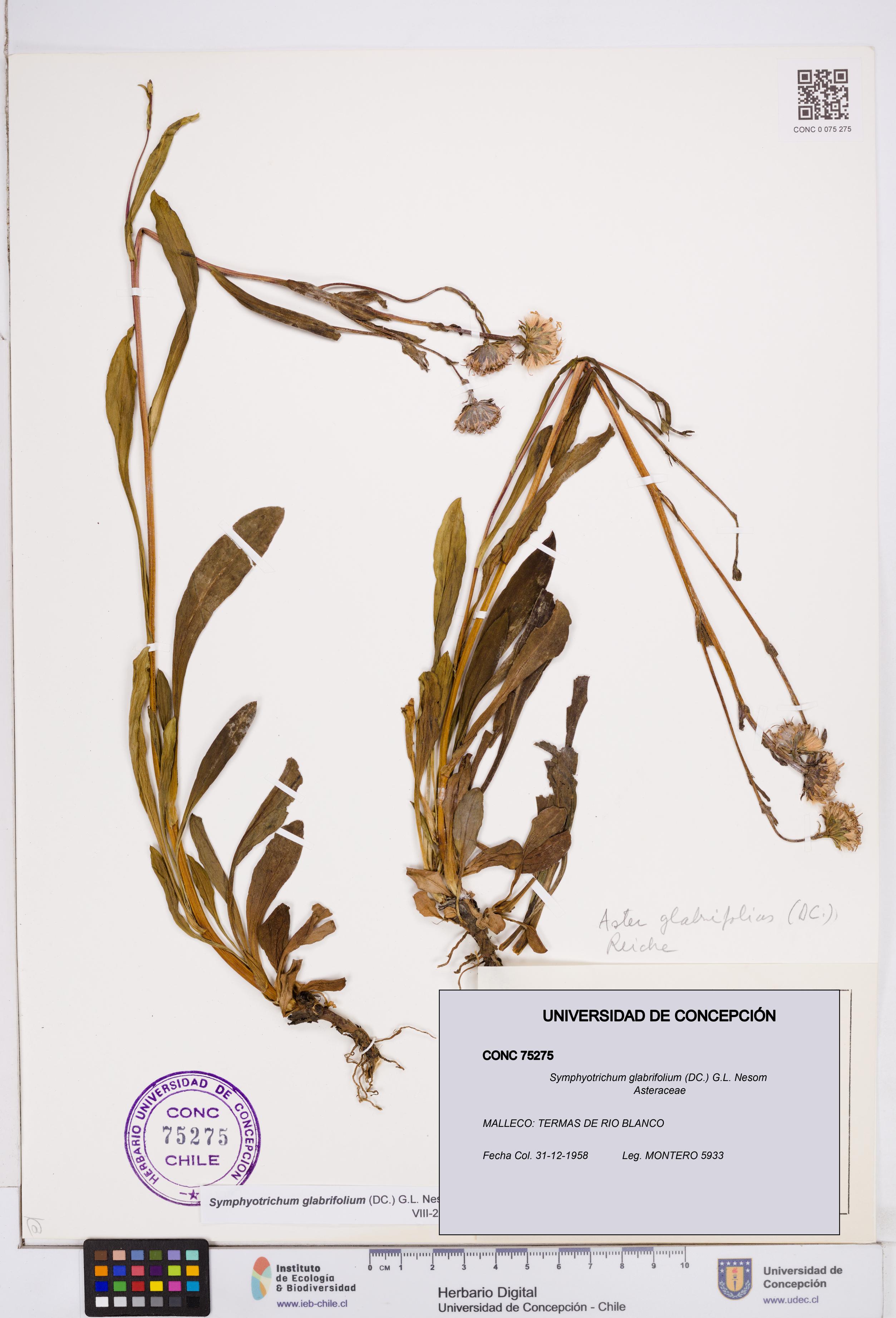 Symphyotrichum glabrifolium [Espécimen: ]