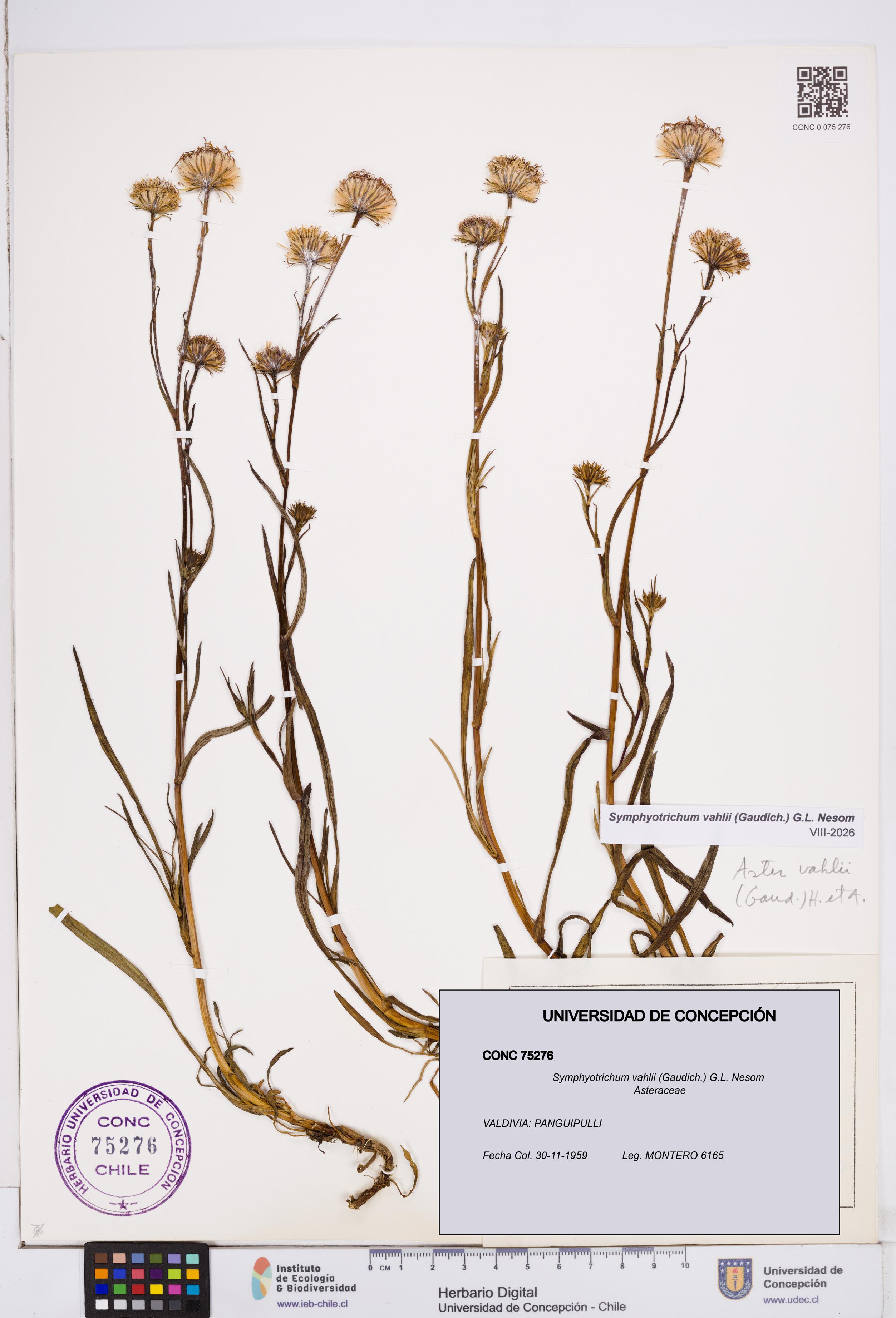 Symphyotrichum vahlii [Espécimen: ]
