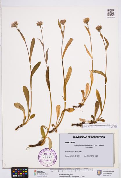 Symphyotrichum glabrifolium [Espécimen: ]