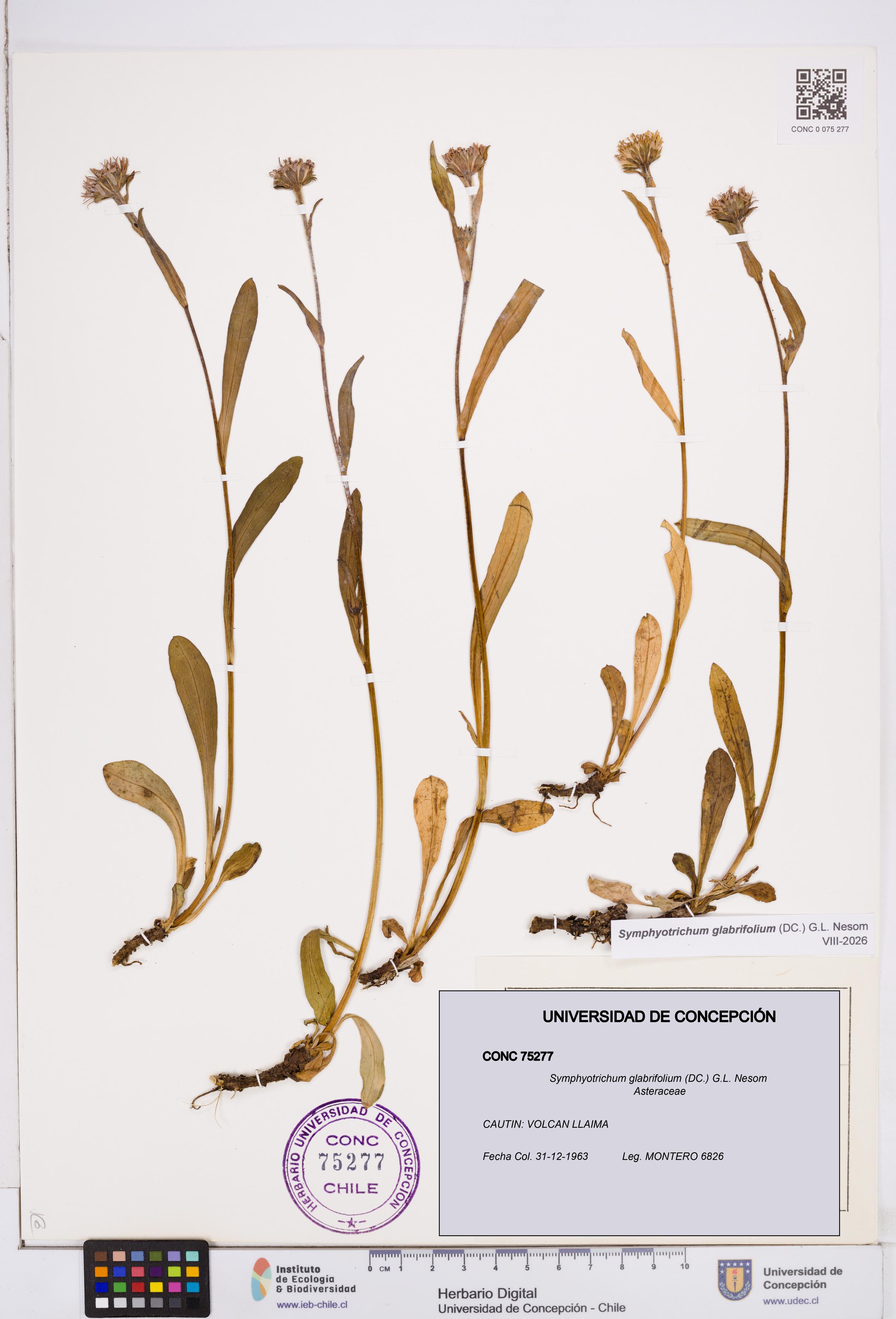 Symphyotrichum glabrifolium [Espécimen: ]