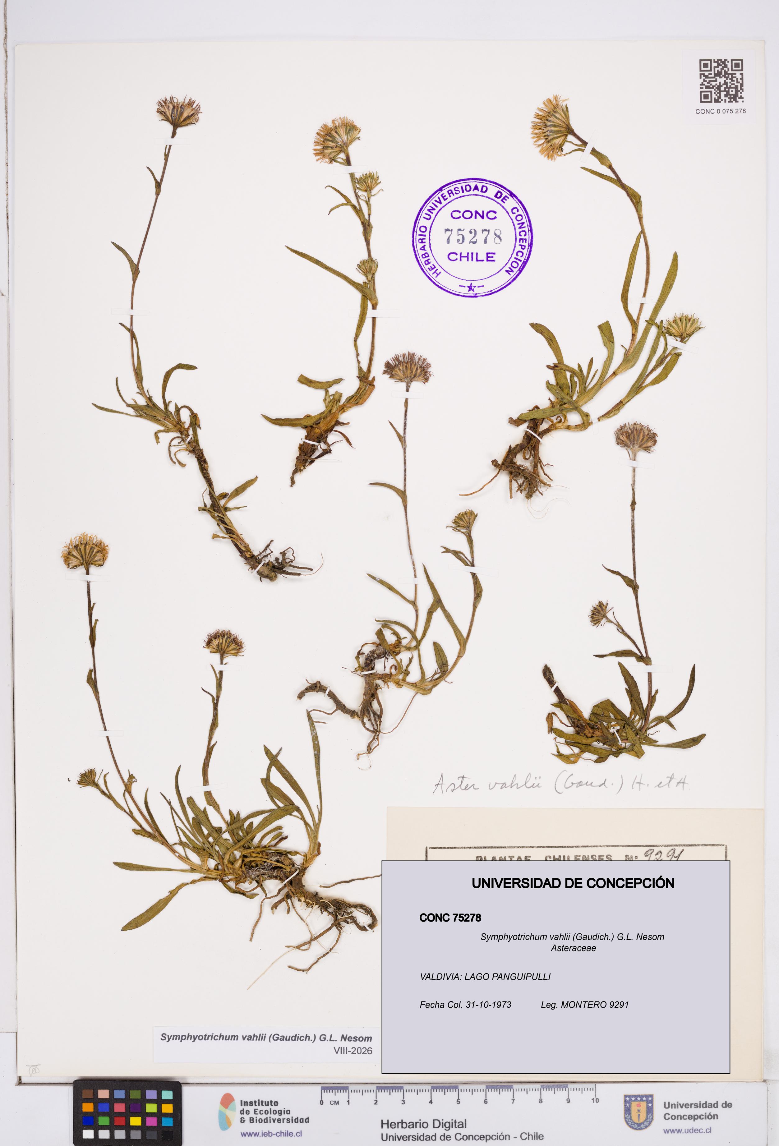 Symphyotrichum vahlii [Espécimen: ]