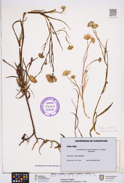 Symphyotrichum vahlii [Espécimen: ]