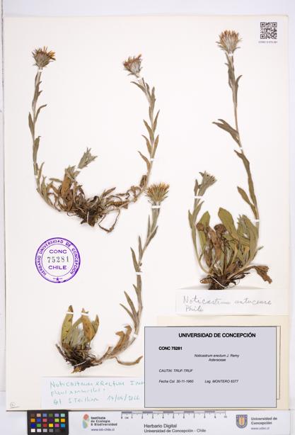 Noticastrum erectum [Espécimen: ]