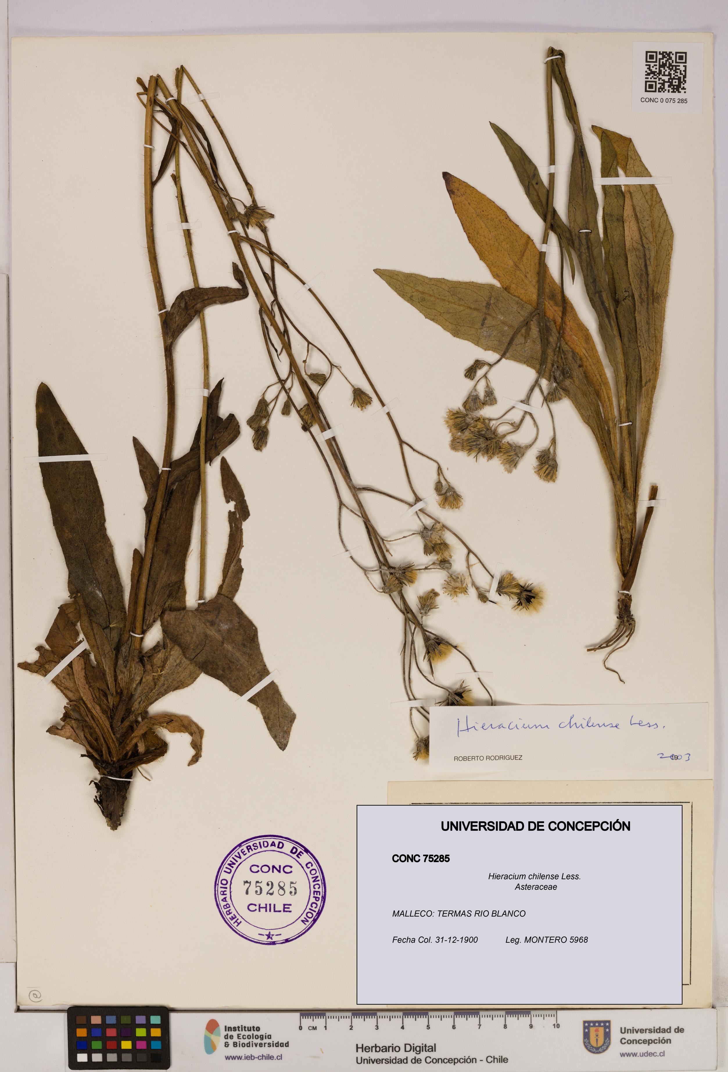 Hieracium chilense [Espécimen: UDEC:CONC:0075285]