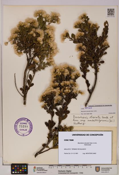 Baccharis obovata [Espécimen: UDEC:CONC:0075288]