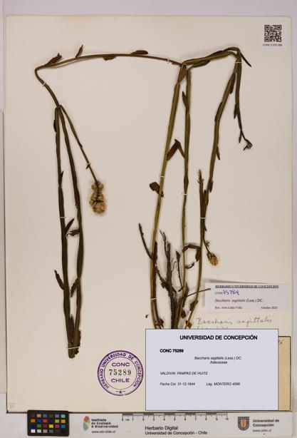 Baccharis sagittalis [Espécimen: UDEC:CONC:0075289]