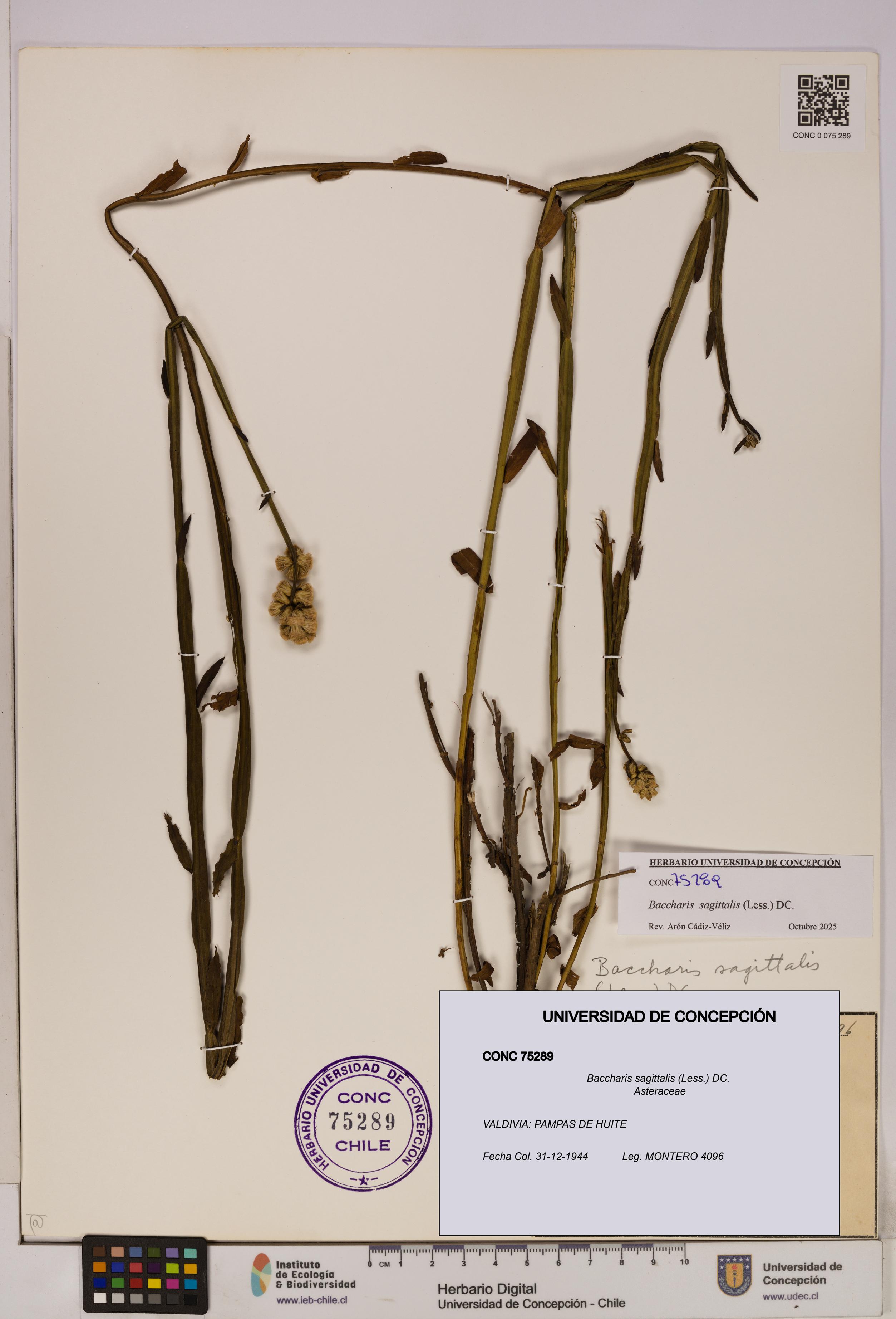 Baccharis sagittalis [Espécimen: UDEC:CONC:0075289]