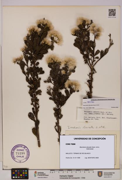 Baccharis obovata [Espécimen: UDEC:CONC:0075290]