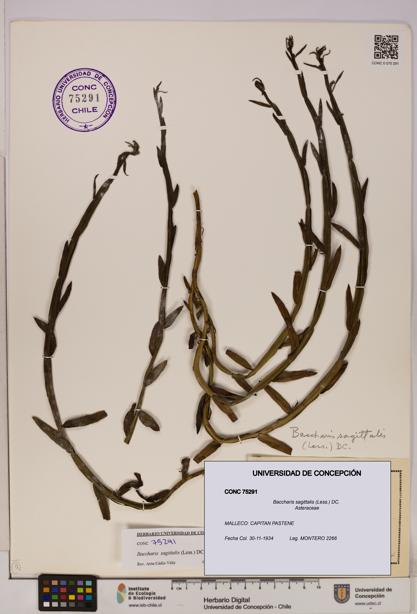 Baccharis sagittalis [Espécimen: UDEC:CONC:0075291]