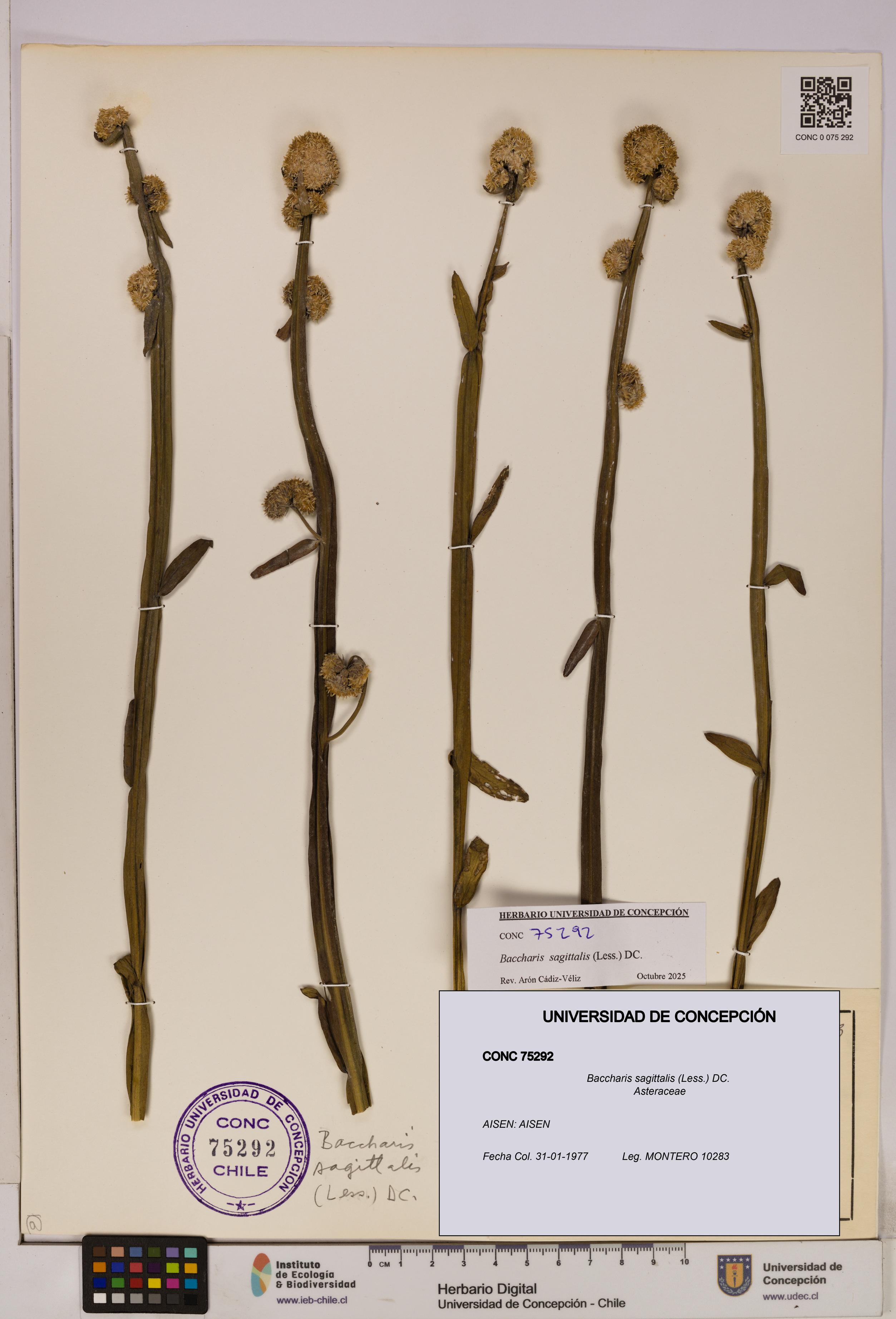 Baccharis sagittalis [Espécimen: UDEC:CONC:0075292]