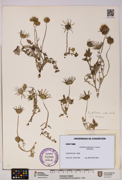 Arctotheca calendula [Espécimen: UDEC:CONC:0075296]