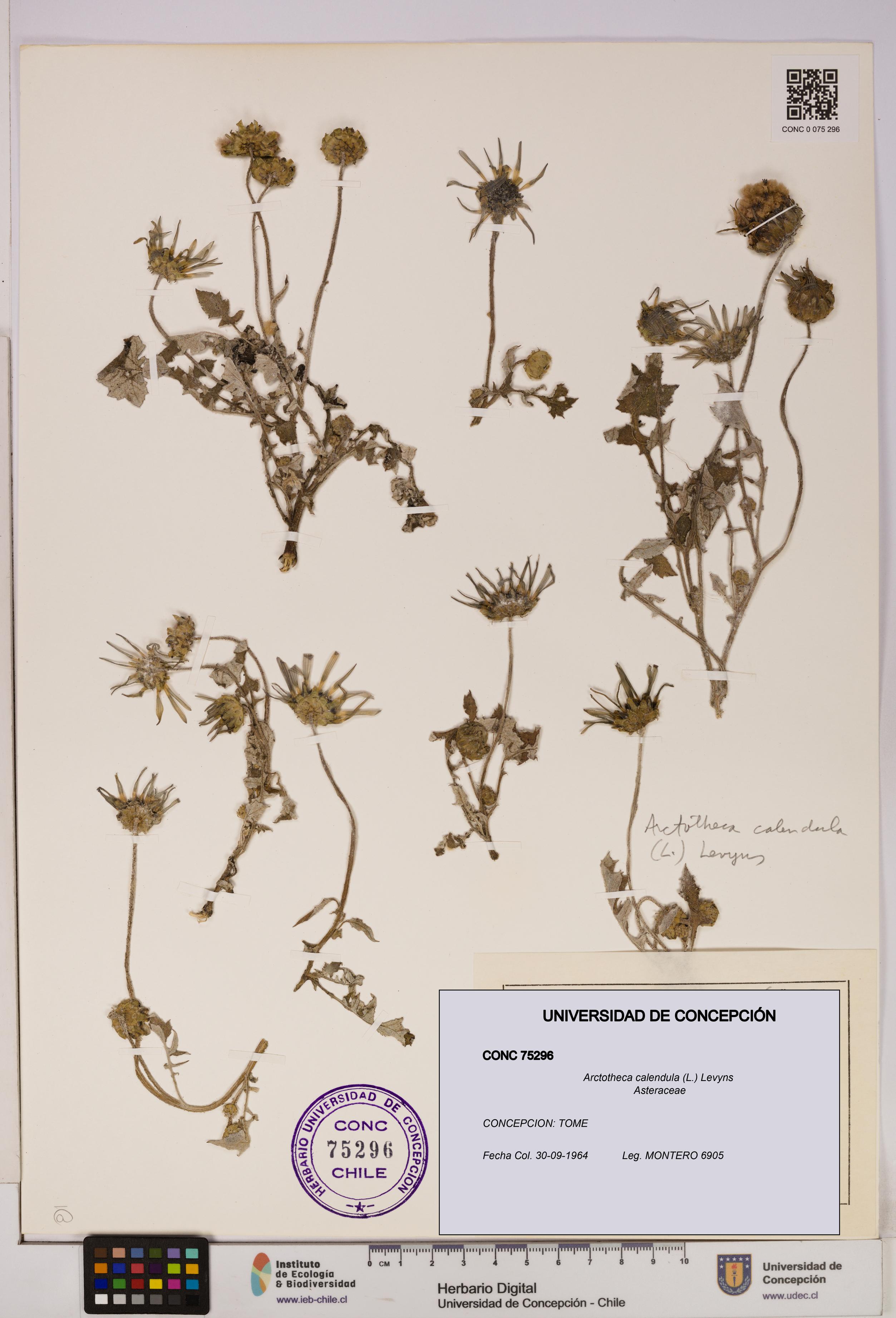 Arctotheca calendula [Espécimen: UDEC:CONC:0075296]