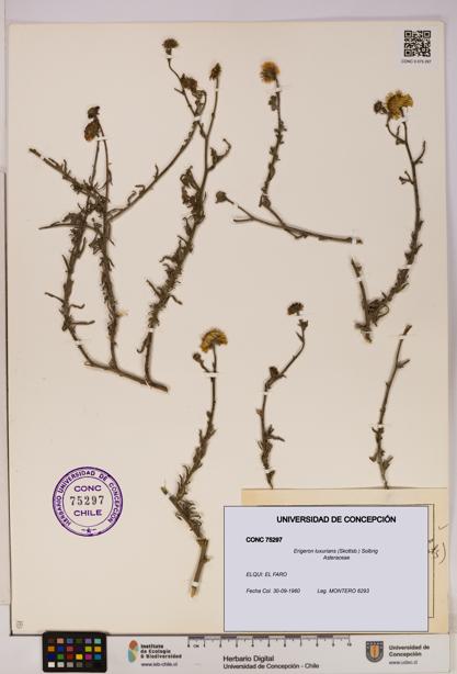 Erigeron luxurians [Espécimen: UDEC:CONC:0075297]