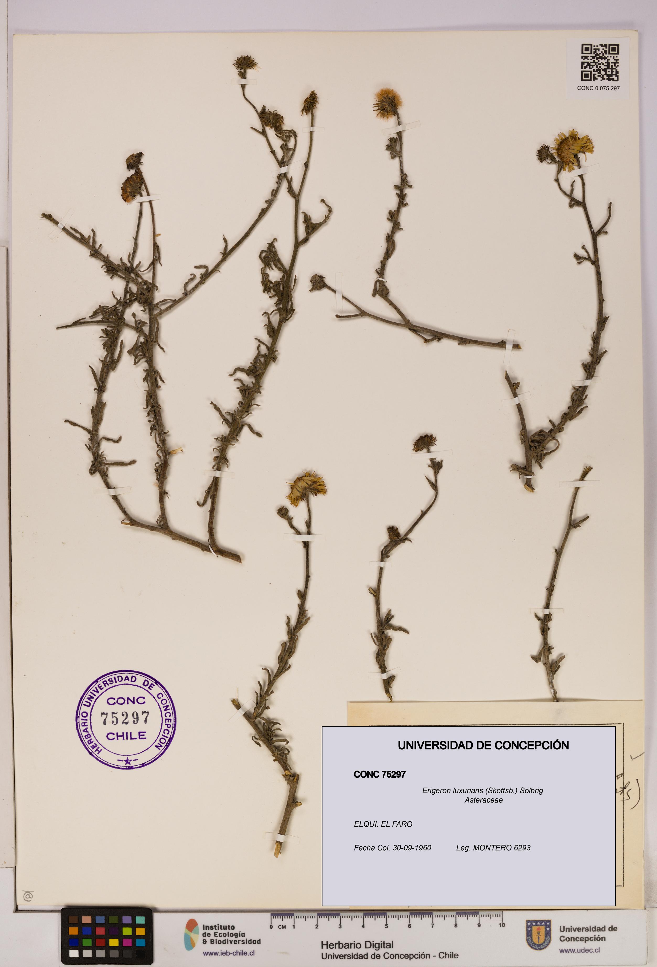 Erigeron luxurians [Espécimen: UDEC:CONC:0075297]