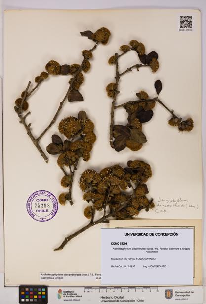 Archidasyphyllum diacanthoides [Espécimen: UDEC:CONC:0075298]