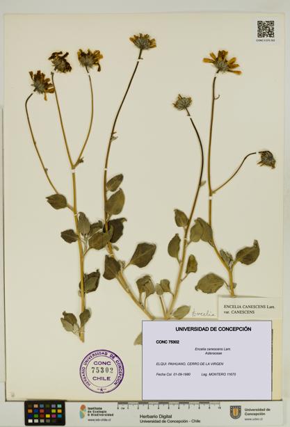 Encelia canescens [Espécimen: UDEC:CONC:0075302]