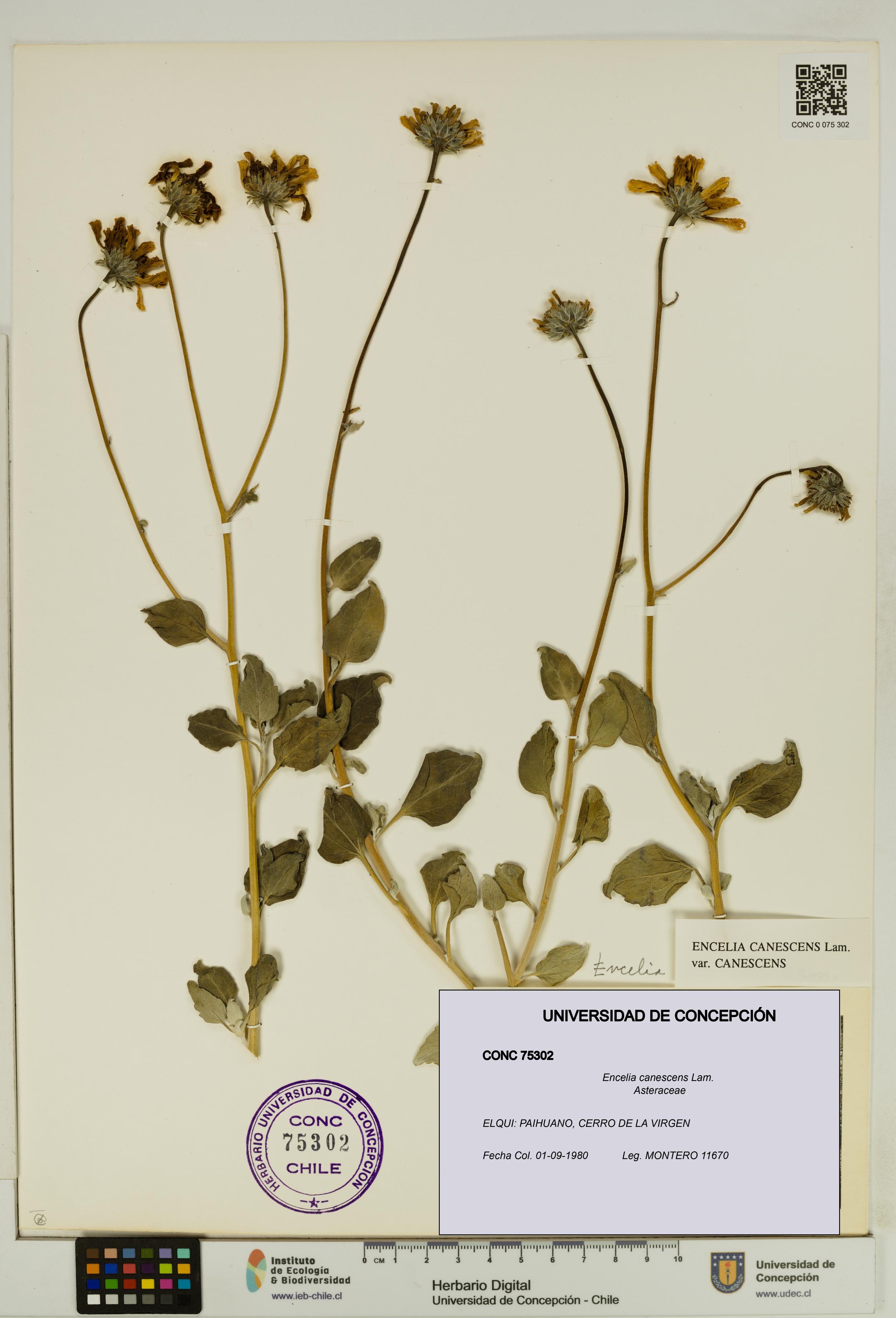 Encelia canescens [Espécimen: UDEC:CONC:0075302]