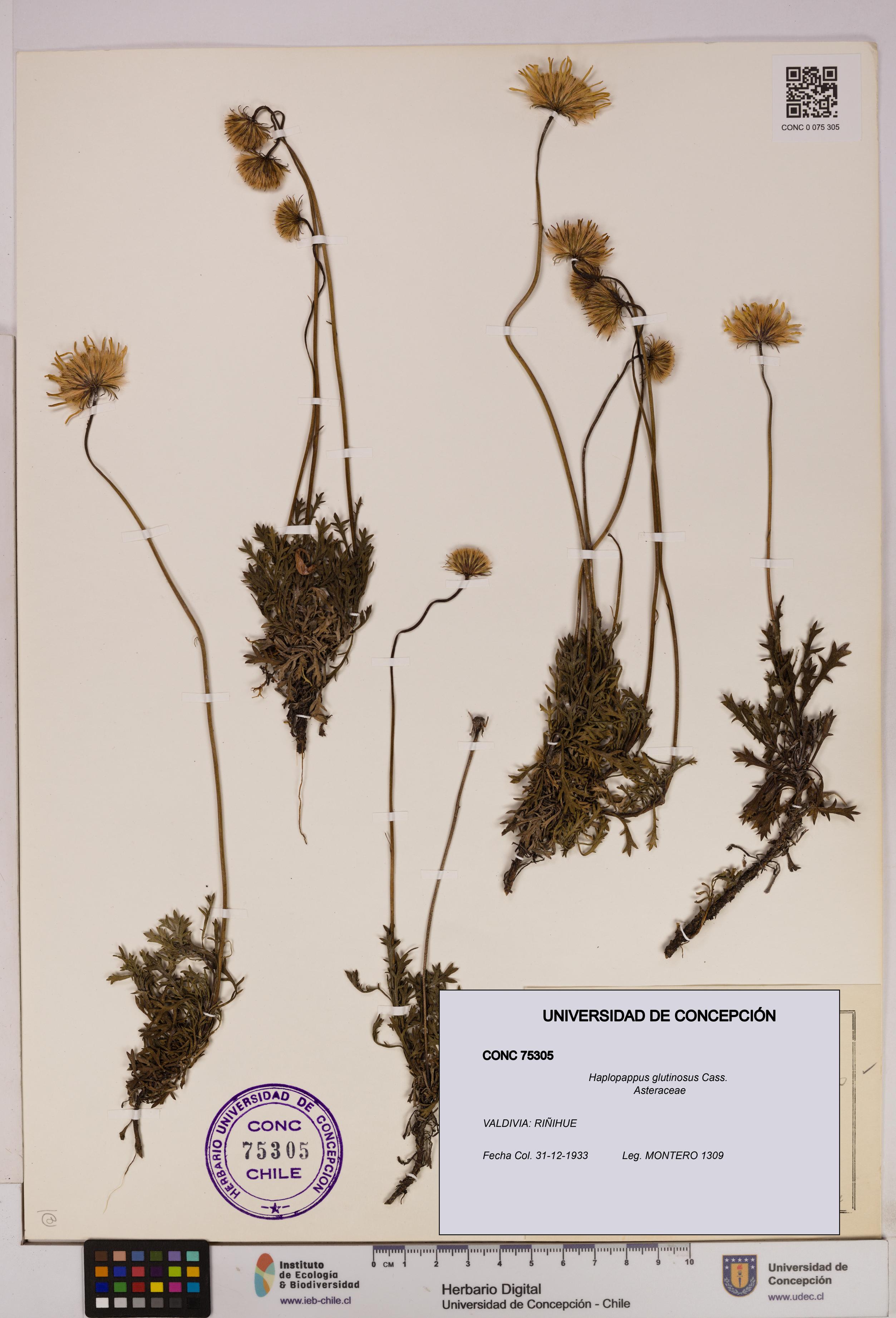 Haplopappus glutinosus [Espécimen: UDEC:CONC:0075305]