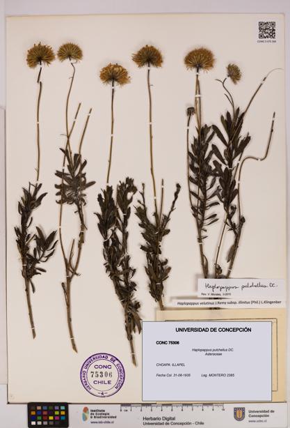 Haplopappus pulchellus [Espécimen: UDEC:CONC:0075306]