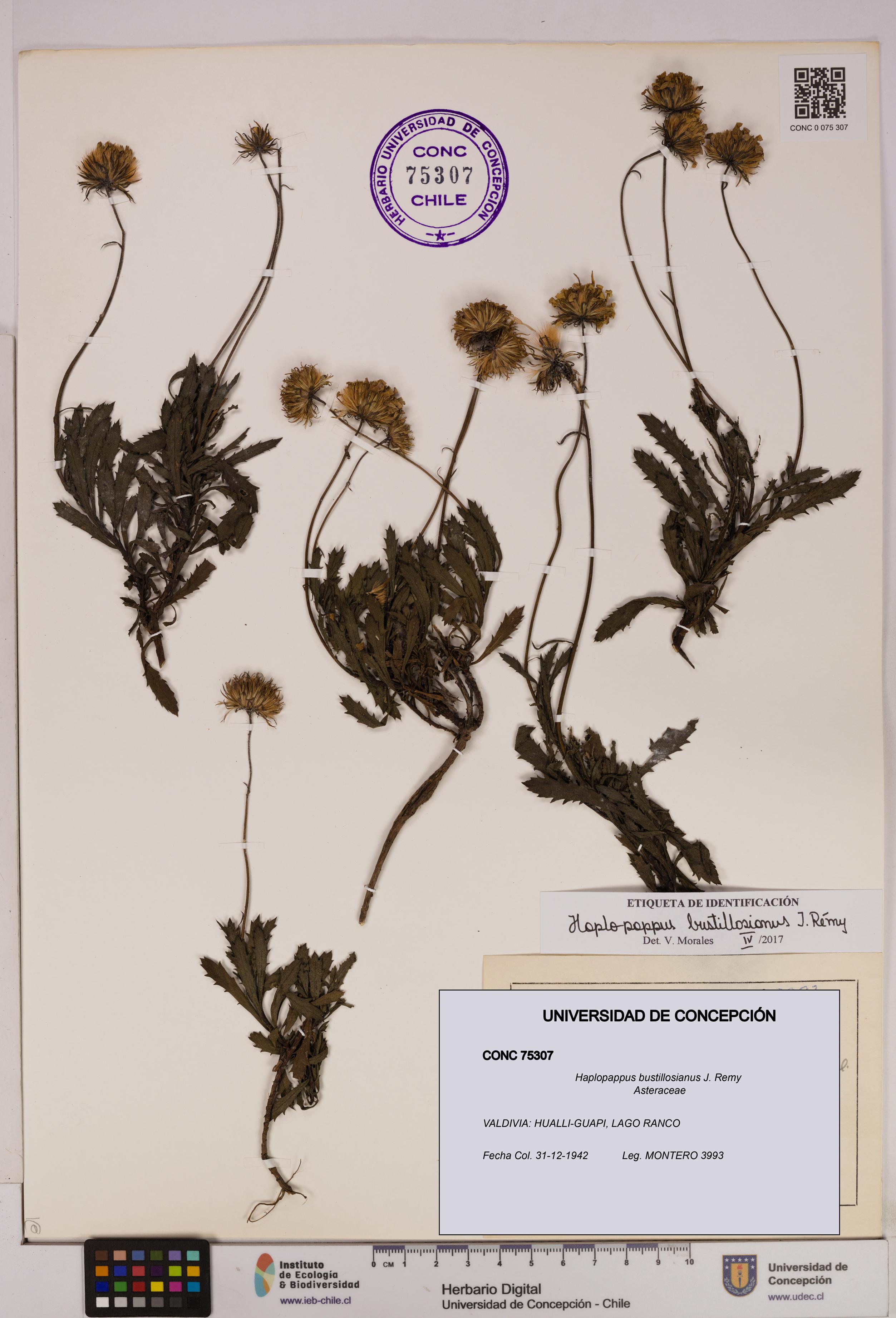 Haplopappus bustillosianus [Espécimen: UDEC:CONC:0075307]