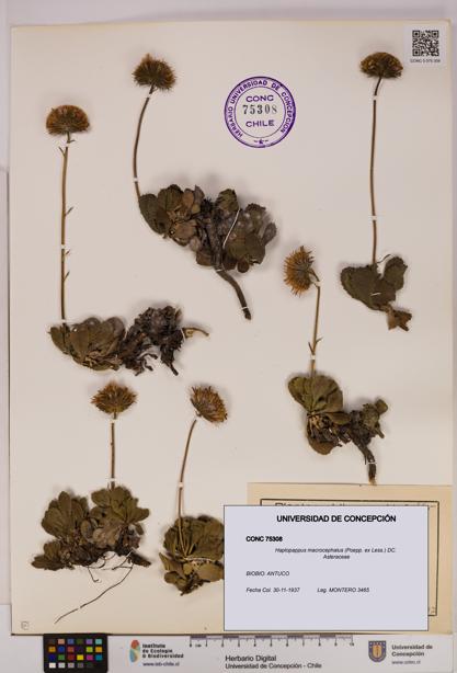 Haplopappus macrocephalus [Espécimen: UDEC:CONC:0075308]