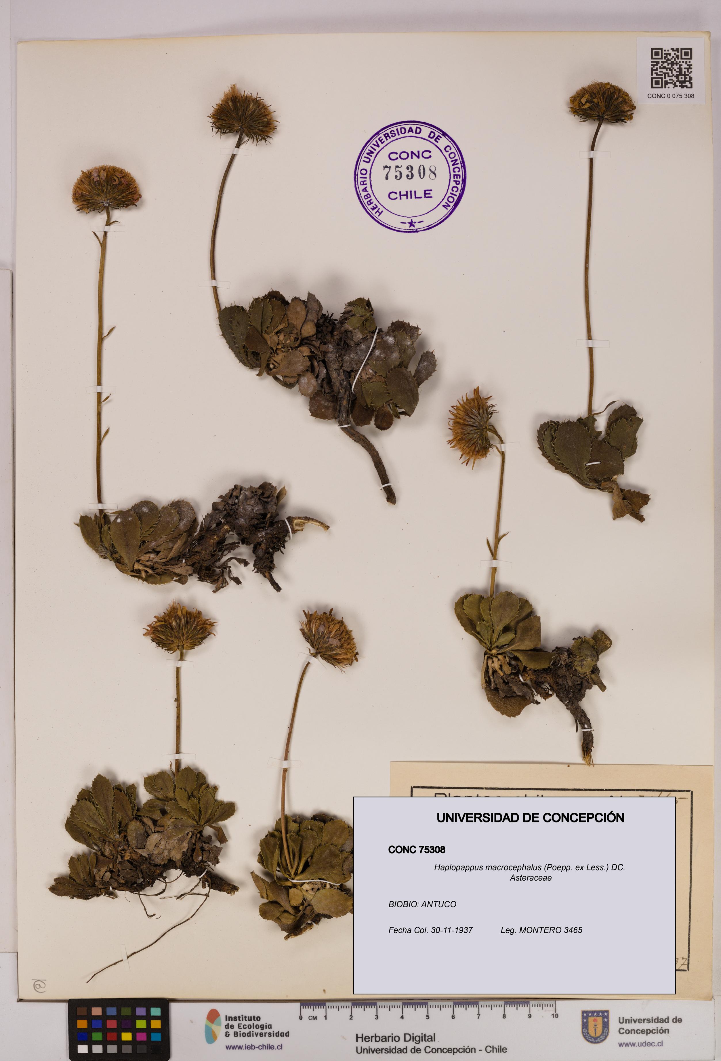 Haplopappus macrocephalus [Espécimen: UDEC:CONC:0075308]