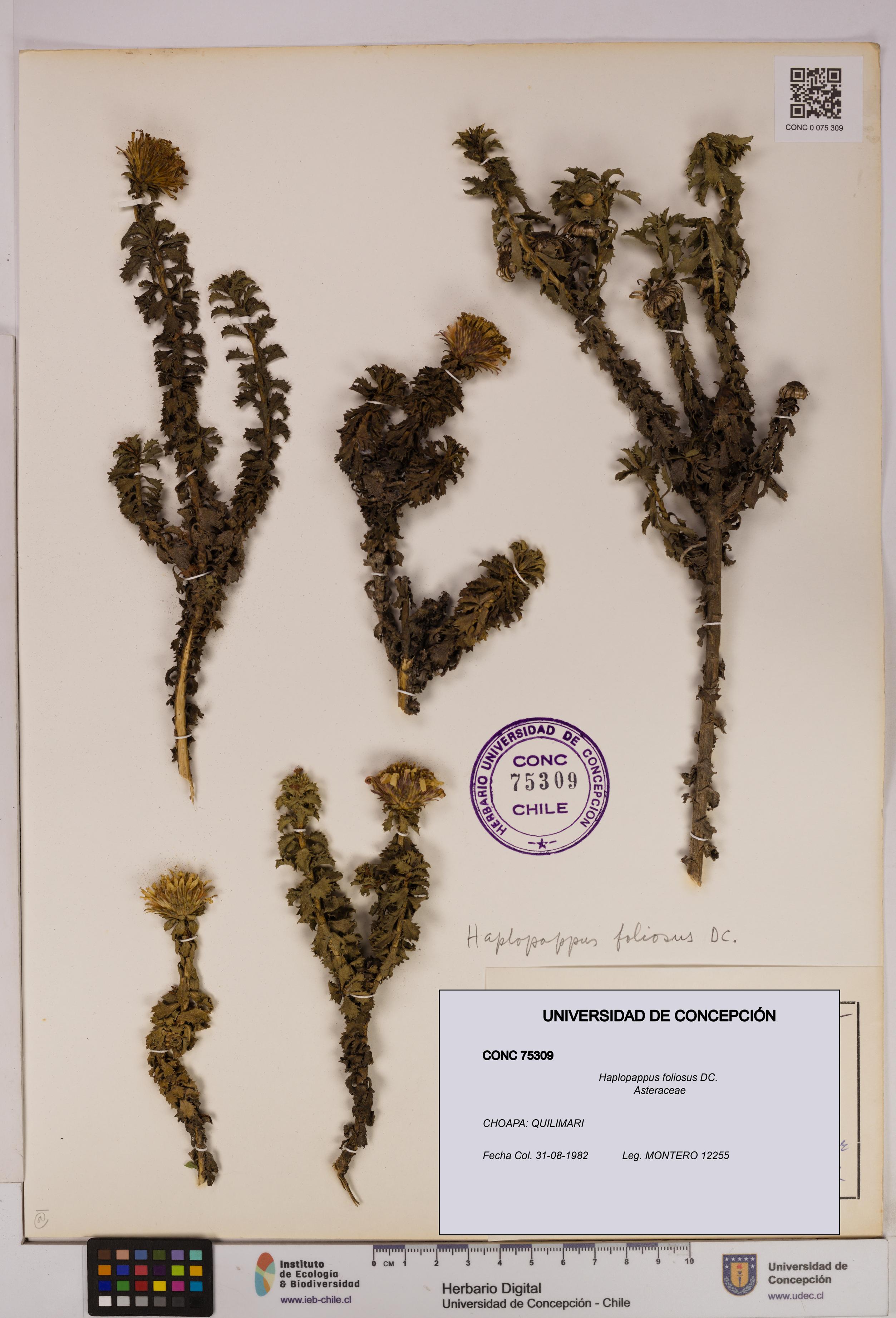 Haplopappus foliosus [Espécimen: UDEC:CONC:0075309]