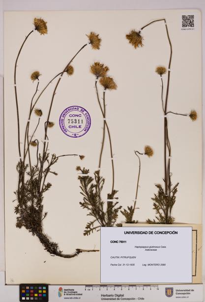 Haplopappus glutinosus [Espécimen: UDEC:CONC:0075311]