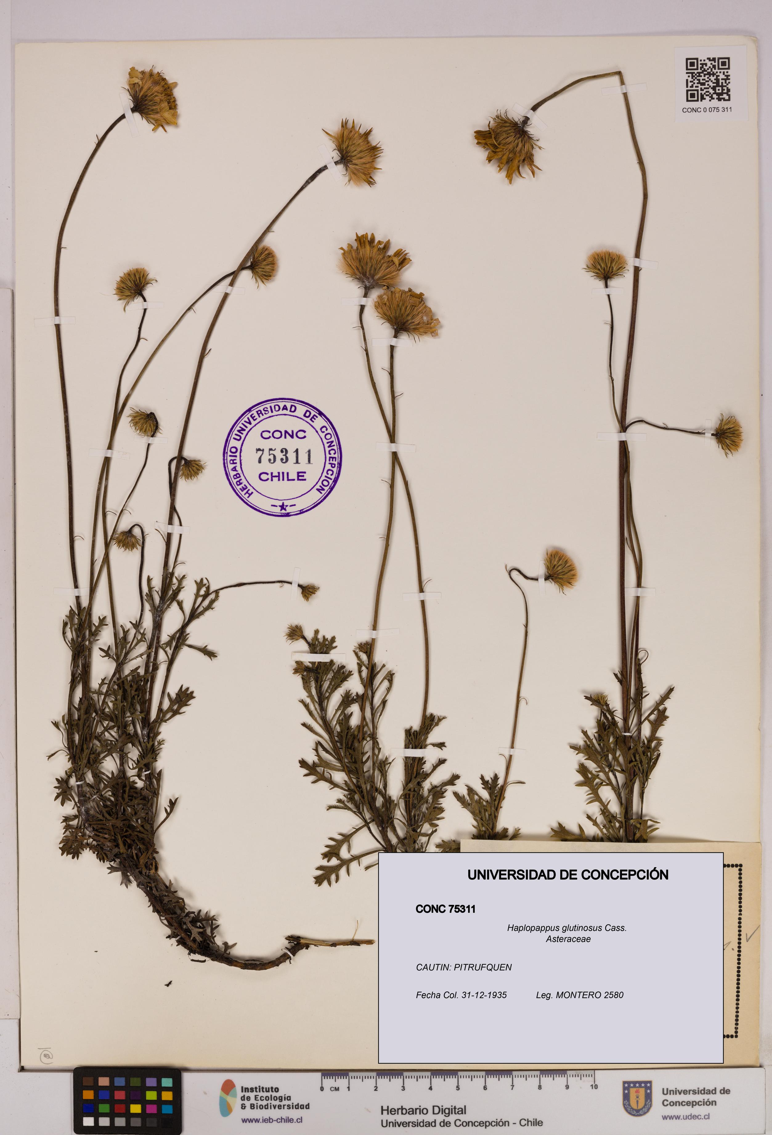 Haplopappus glutinosus [Espécimen: UDEC:CONC:0075311]