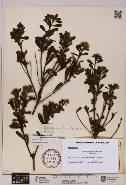 Baccharis obovata [Espécimen: UDEC:CONC:0075312]