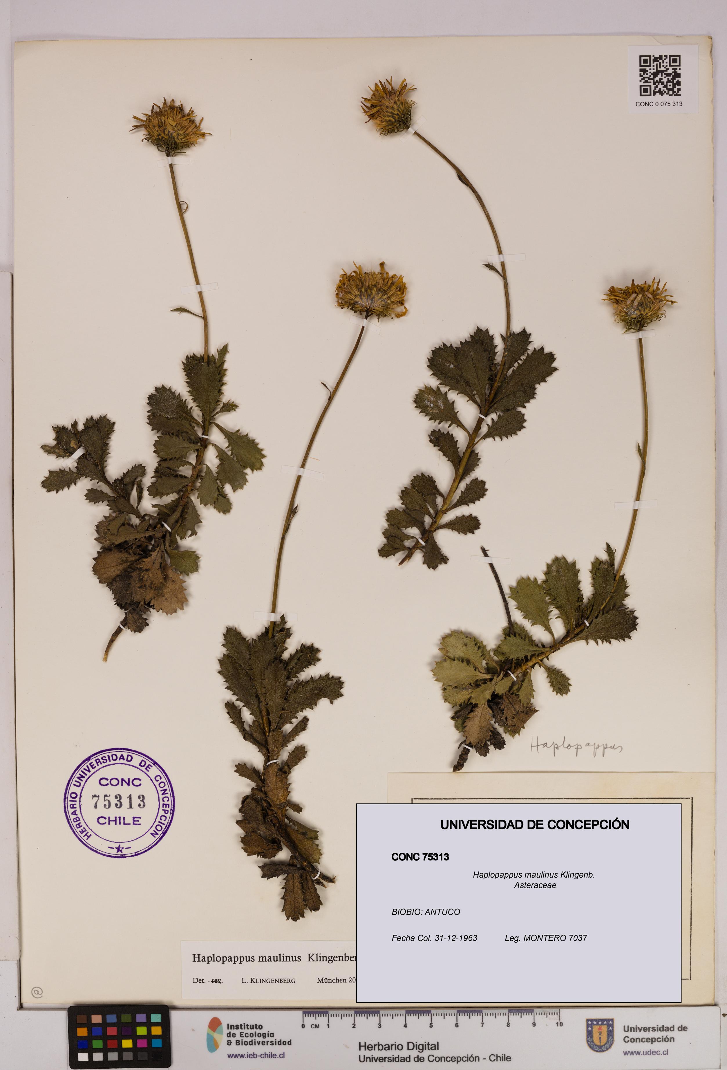 Haplopappus maulinus [Espécimen: UDEC:CONC:0075313]