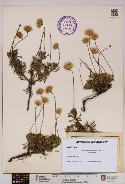 Haplopappus glutinosus [Espécimen: UDEC:CONC:0075314]